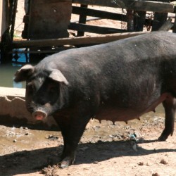 Suino Nero di Calabria